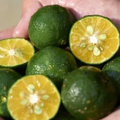 Shiseido Waso Gel-To-Oil Cleanser Detergente Viso - Trattamento Detergente per Pelli Sensibili -Negozio al dettaglio [ Aveda] 2022 Shiseido WASO Waso Gel To Oil Cleanser 4