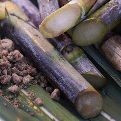 Shiseido Waso Pore Purifying Scrub Mask Maschera - Trattamento Detergente Purificante per Pori -Negozio al dettaglio [ Aveda] 2022 Shiseido WASO Waso Pore Purifying Scrub Mask 4